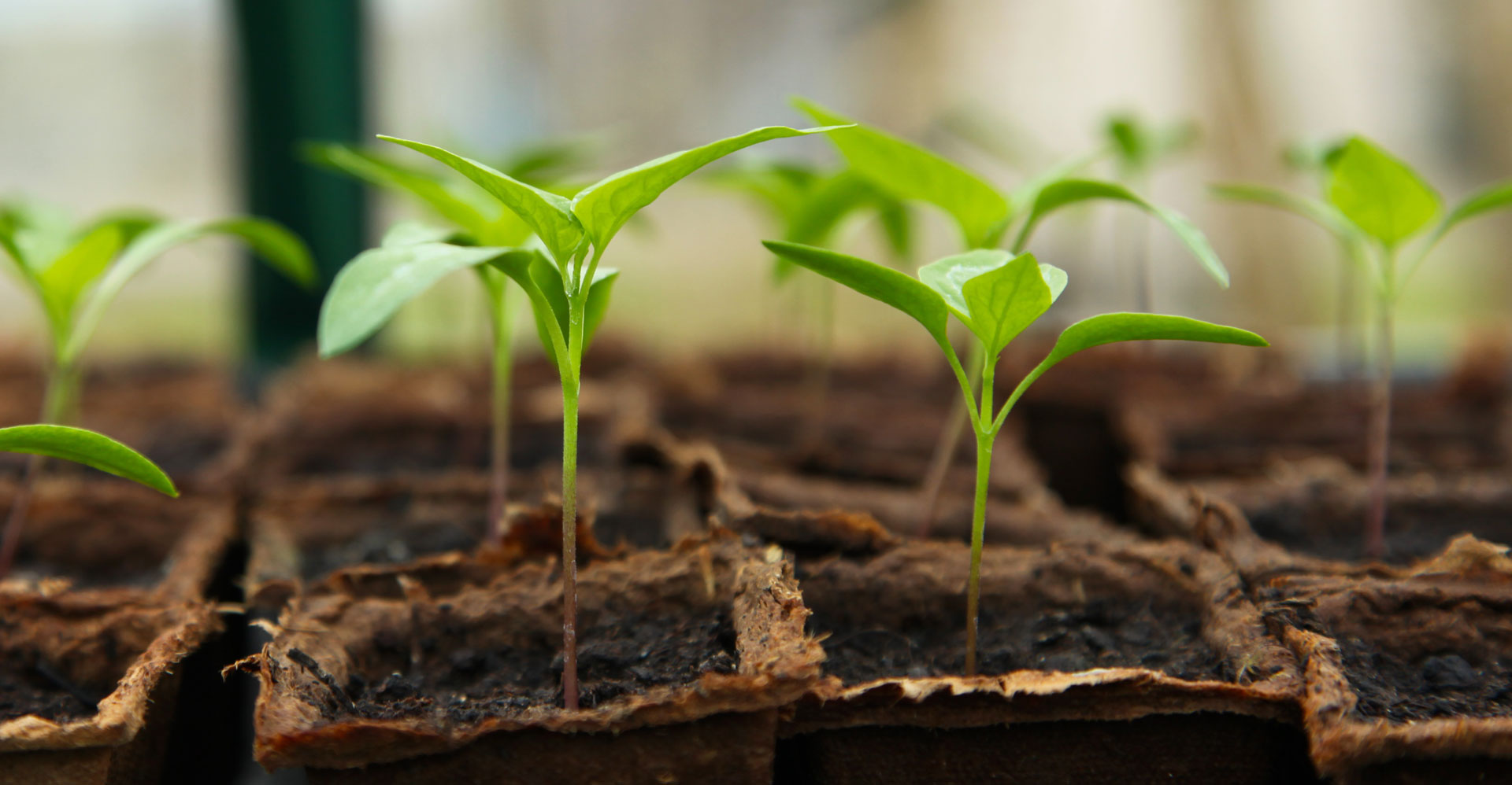 seedlings growing in compost