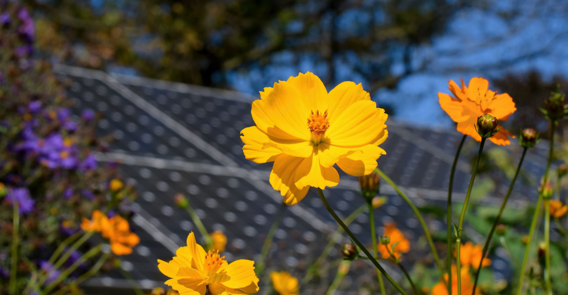 flowery meadow and a solar panel, positive climate action