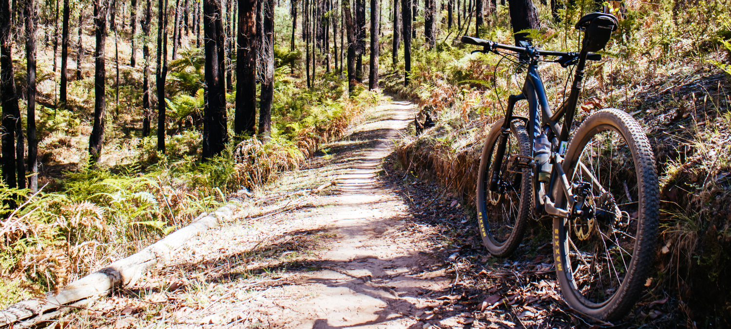 leaning bike on a forest path