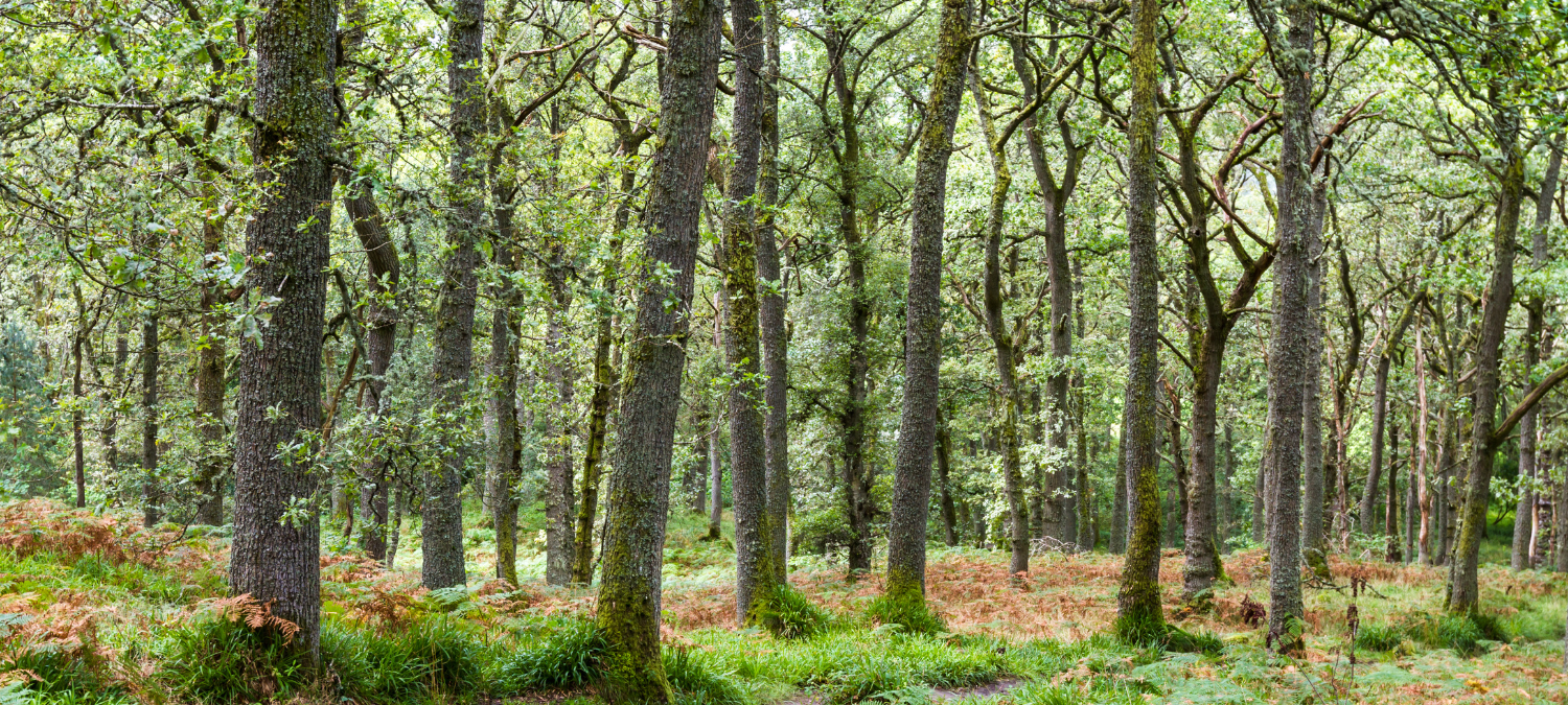 Border Forest Trust: Driving Community Engagement and Environmental Conservation