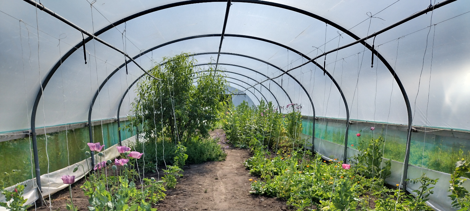 polytunnel